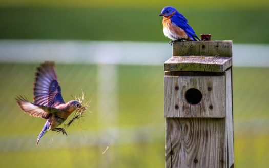 Apartment Balcony Birding- Ann Arbor Apartments managed by CMB
