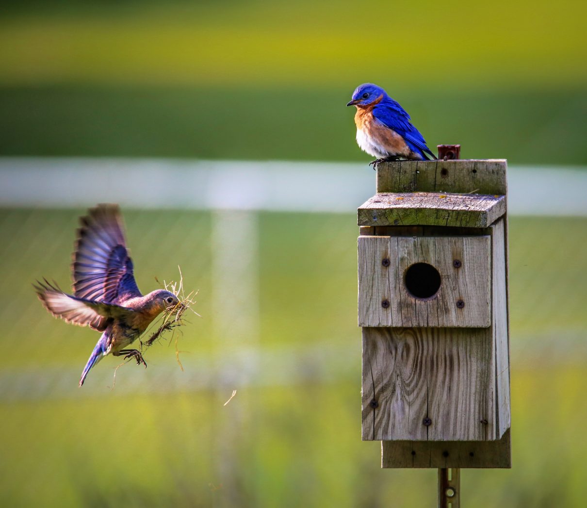 Apartment Balcony Birding- Ann Arbor Apartments managed by CMB