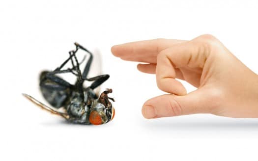 Tips to prevent Warm Weather Pest