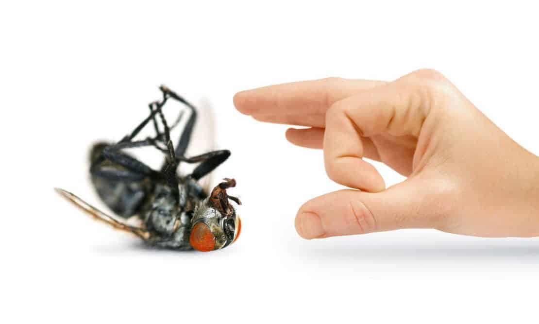 Tips to prevent Warm Weather Pest