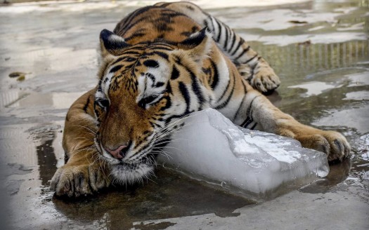 Heat Wave Battle is one of dangerous issue in summer.