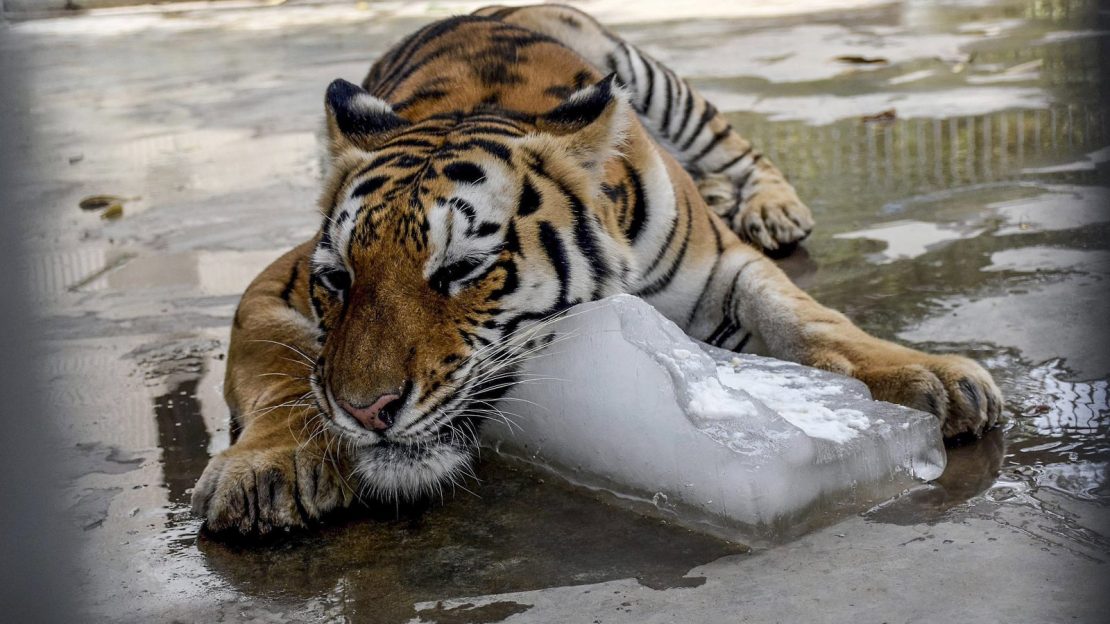 Heat Wave Battle is one of dangerous issue in summer.