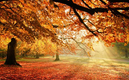 Autumn Apartment Anticipation_