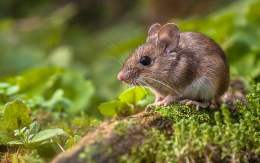 Eliminate Mice
