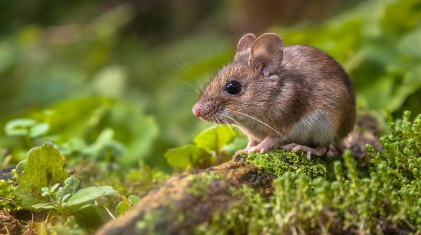 Eliminate Mice