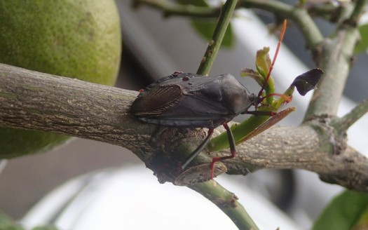 Terminate Apartment Pests- Ann Arbor Apartments managed by CMB