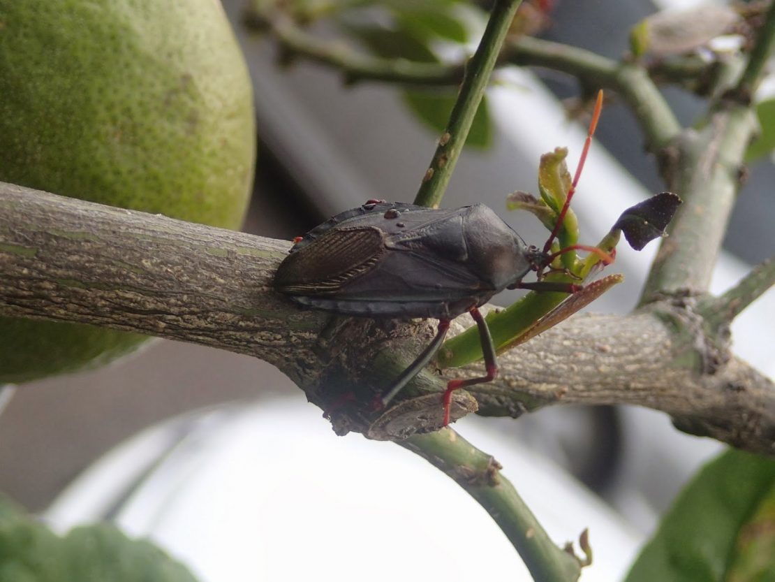 Terminate Apartment Pests- Ann Arbor Apartments managed by CMB