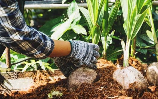 Build Homesteading Skills in Your Apartment- Ann Arbor Apartments managed by CMB