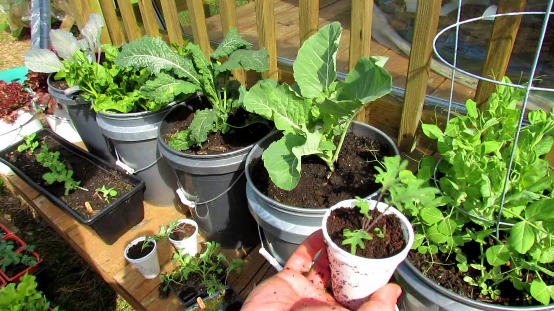Ann Arbor apartment patio bucket garden