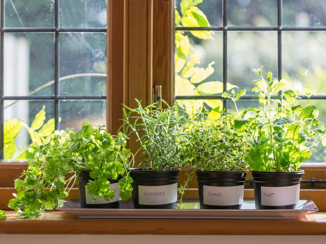 Grow Vertical Veggies in an Apartment- Ann Arbor Apartments managed by CMB