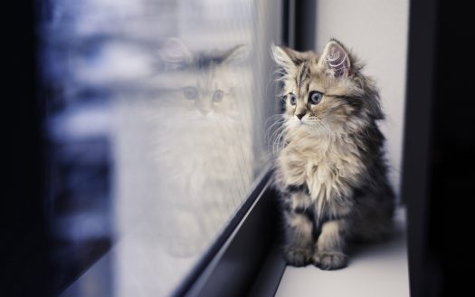 Pet Services for Apartment Dwellers