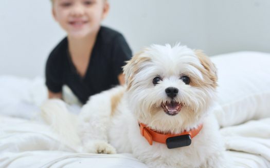 Pet Space in your Studio apartments