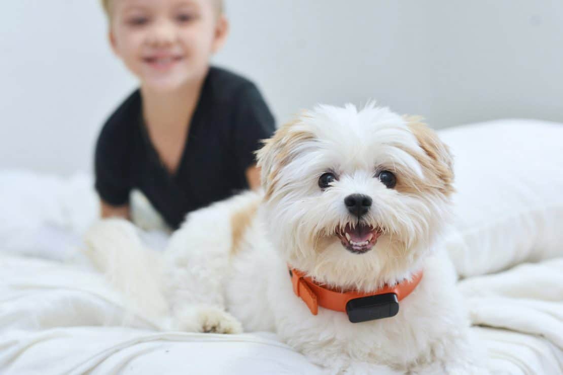 Pet Space in your Studio apartments