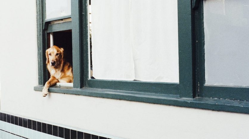 How to keep your Furry friend Happy in a Small Apartment- Ann Arbor Apartments managed by CMB