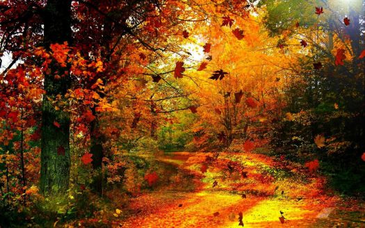 Studio Sunshine & Autumn Breezes_